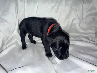Cane Corso dogs Cain AKC red collar - Ad 23