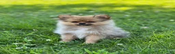 Pomeranian dogs for sale: Ruby - Ad 1