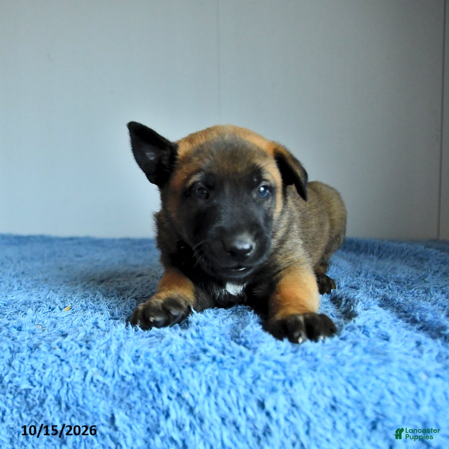 Belgian Malinois dogs for sale: Atlas - Ad 1