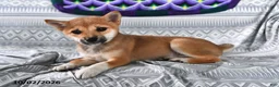 Shiba Inu dogs for sale: Kristina - Ad 1