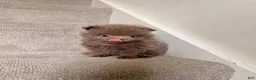 Pomeranian dogs for sale: Rex - Ad 16