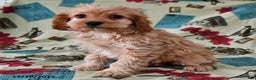 Cockapoo dogs for sale: Willow - Ad 1