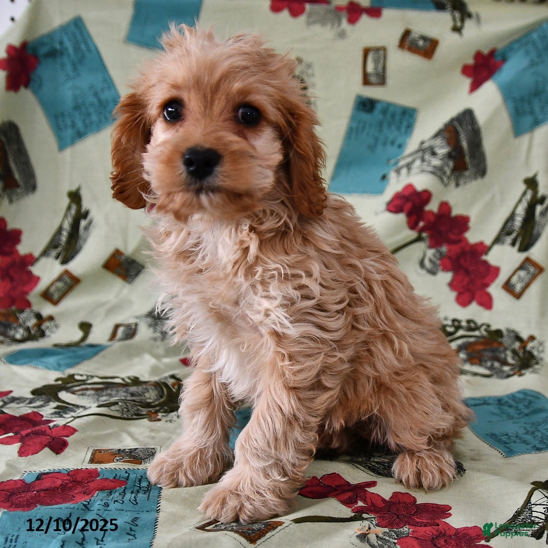 Cockapoo dogs for sale: Willow - Ad 1