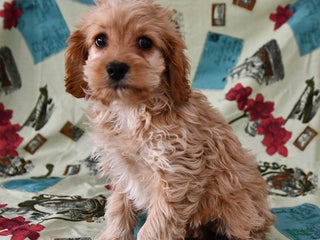 Cockapoo dogs Willow - Ad 30