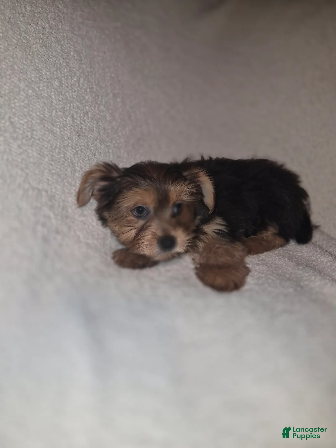 Shorkie dogs for sale: Resse  - Ad 9