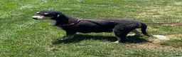 Mini Bernedoodle dogs for sale: Katie - Ad 7