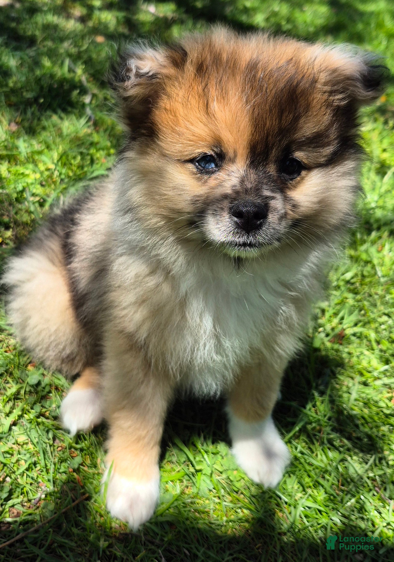 Pomeranian dogs Bear (different colored eyes) - Ad 1