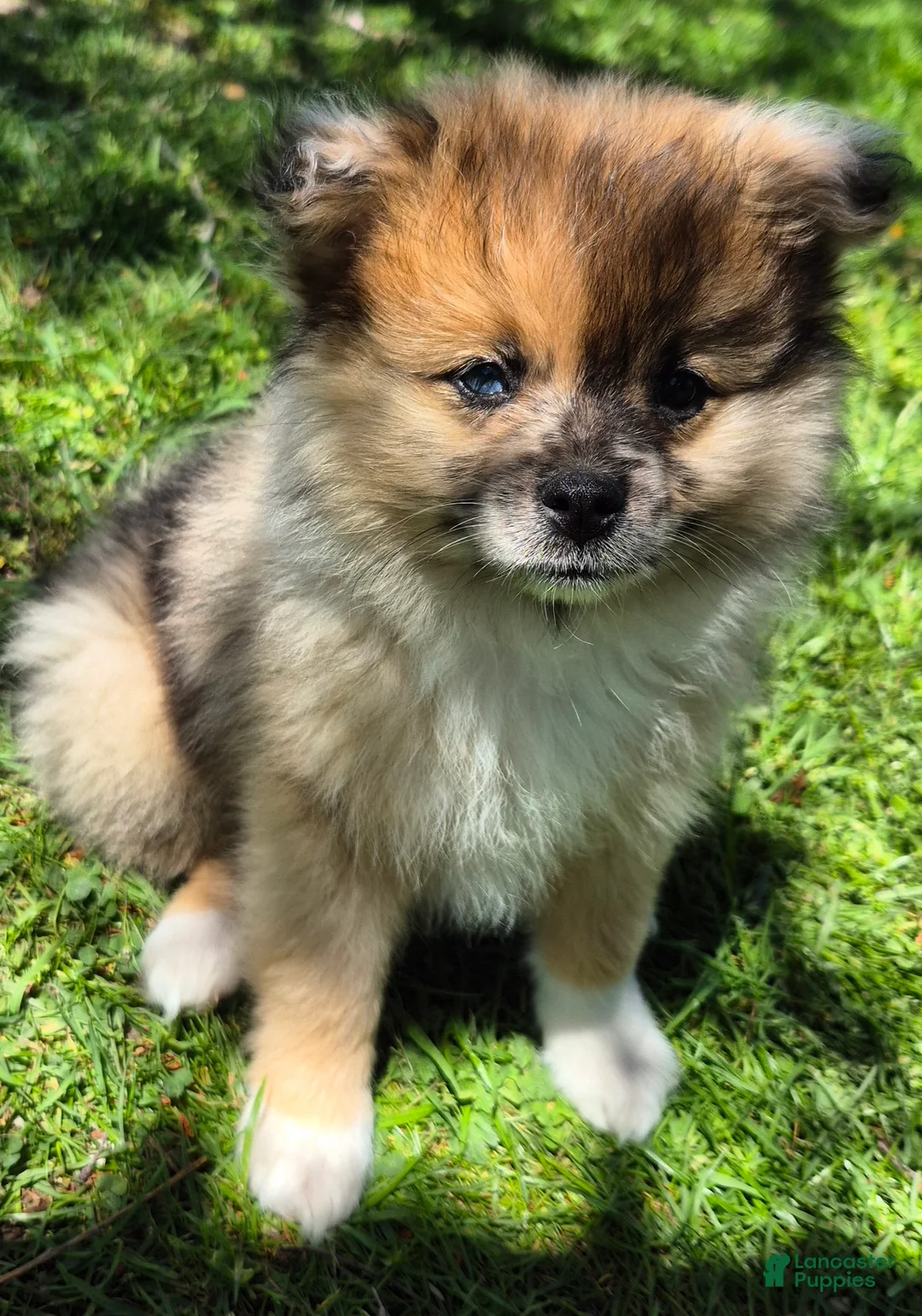 Pomeranian dogs for sale: Wolf Sable Parti Pomeranian Puppies - Ad 2