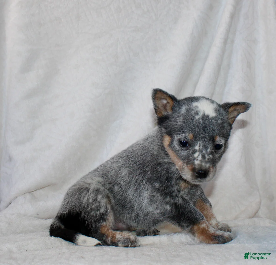 Australian Cattle Dog dogs for sale: Lindor - Ad 4