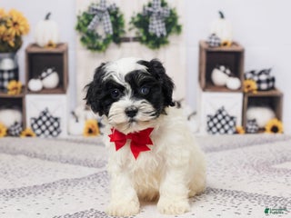 Havapoo dogs - Ad 37