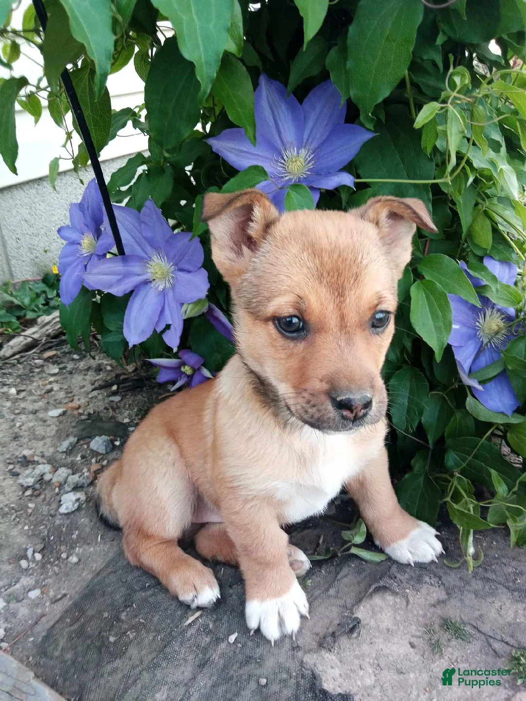 Mixed Breed dogs for sale: Mixed Breed Puppy 1 - Ad 1