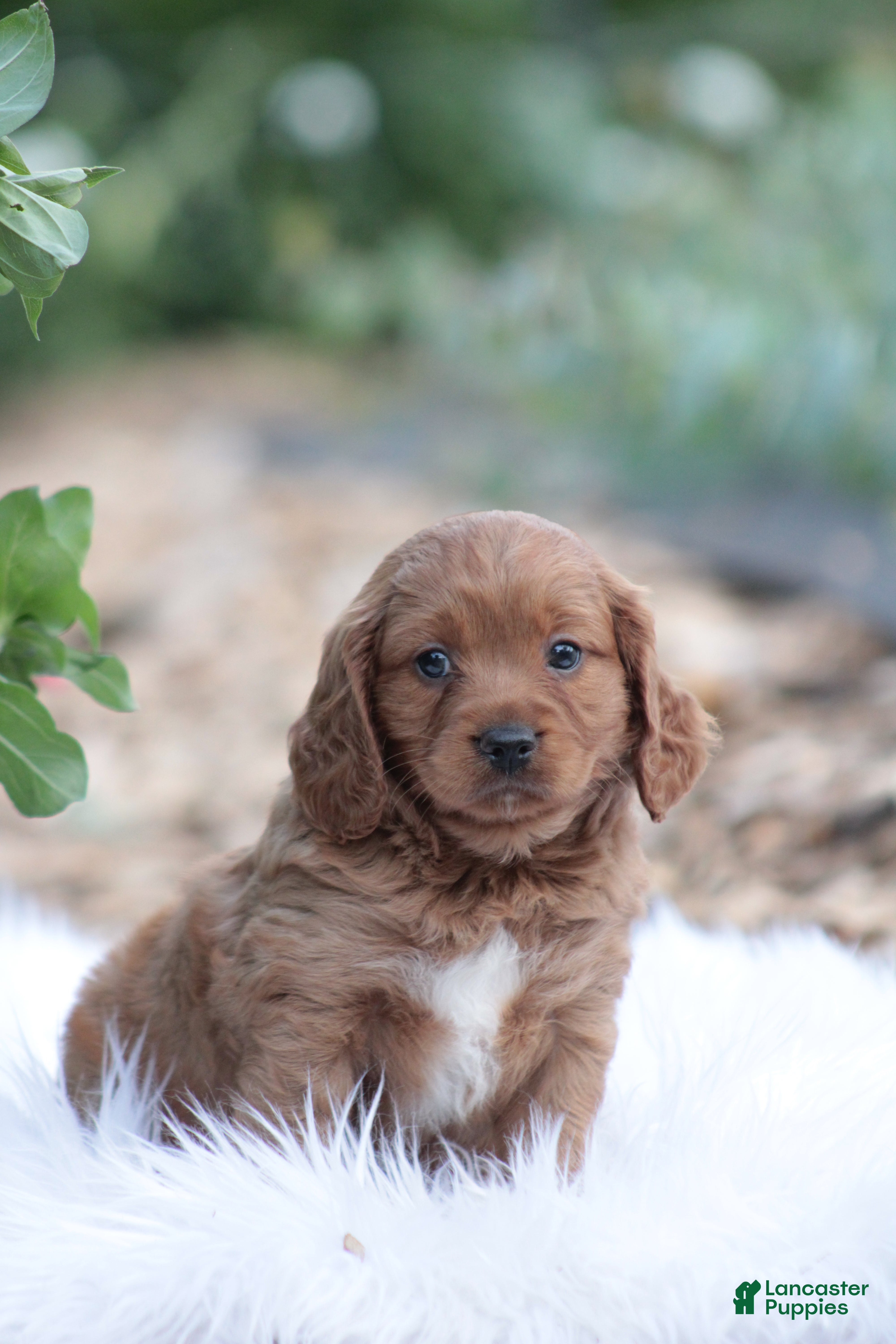 Cavapoo dogs Lily - Ad 35