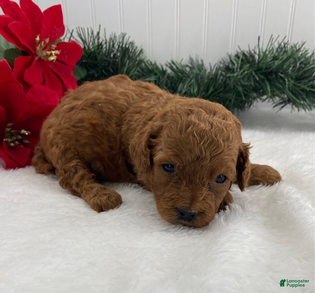 Cavapoo dogs for sale: Sunshine - Ad 9