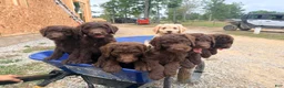 Goldendoodle dogs for sale: Goldendoodle 1 - Ad 5