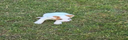 Jack Russell Terrier dogs for sale: Jack Russell Terrier Puppy 2 - Ad 13