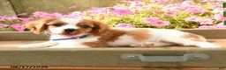 Cavalier King Charles Spaniel dogs for sale: Tommy - Ad 5