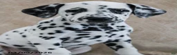 Dalmatian dogs for sale: Honor - Ad 3