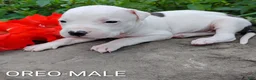 American Pit Bull Terrier dogs for sale: OREO - Ad 9