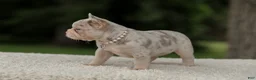 French Bulldog dogs for sale: Dora - Ad 12