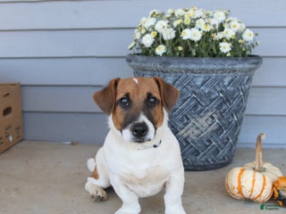 Jack Russell Terrier dogs - Ad 6