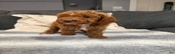 Mini Goldendoodle dogs for sale: Hannah - Ad 4