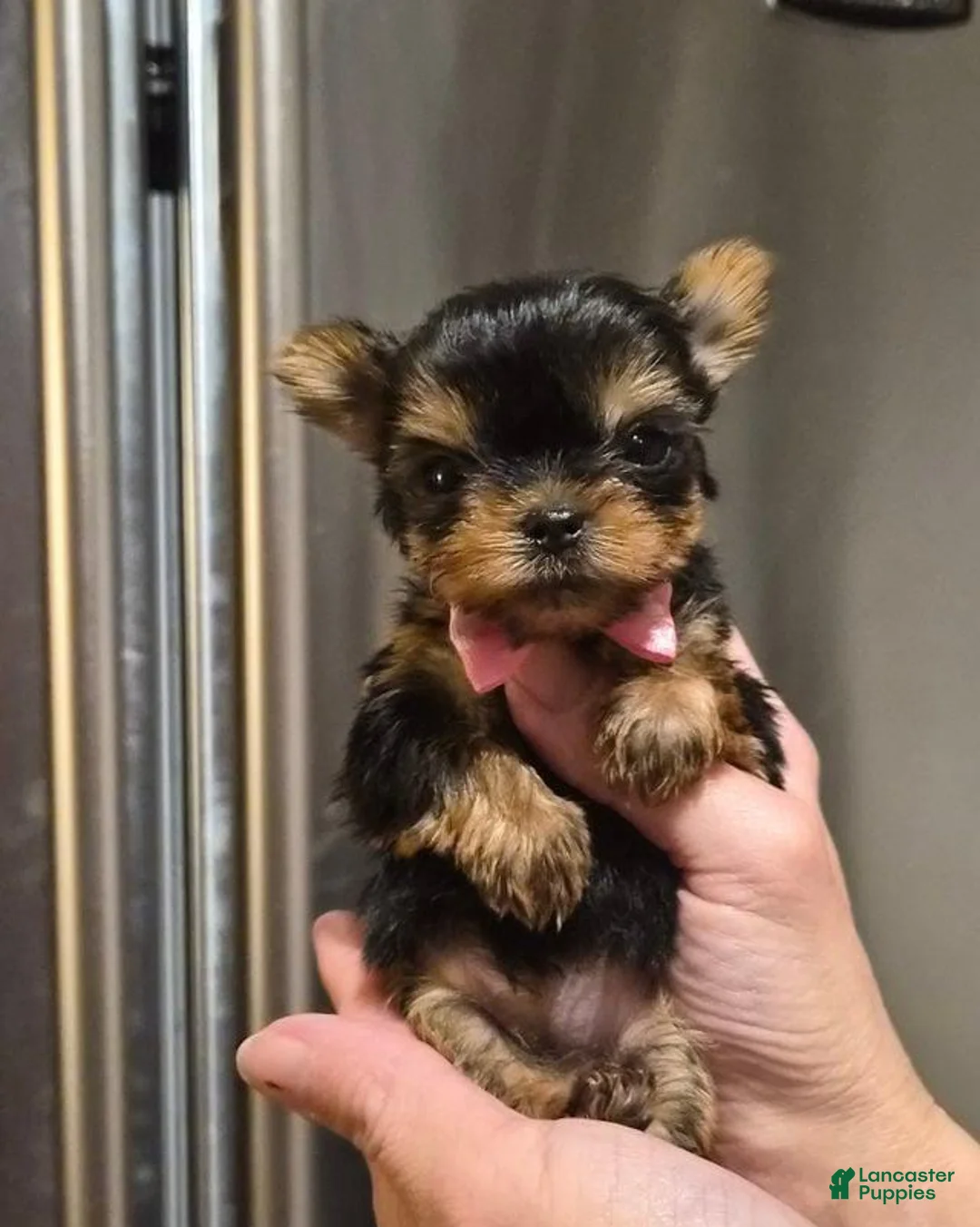 Yorkshire Terrier dogs for sale:  Carrel - Ad 1