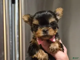 Yorkshire Terrier dogs Carrel - Ad 2