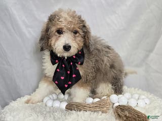 Mini Sheepadoodle dogs Jess - Ad 4