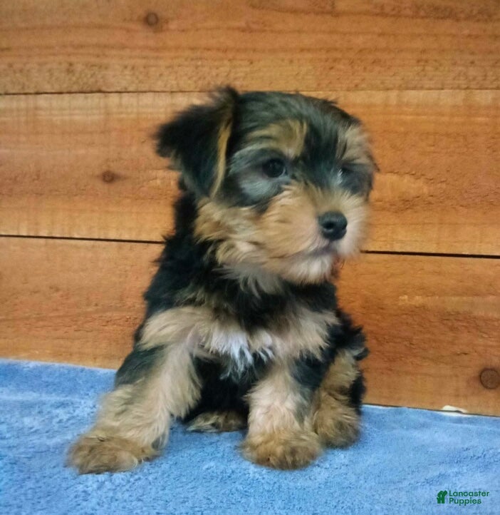 Yorkshire Terrier dogs Bear - Ad 2