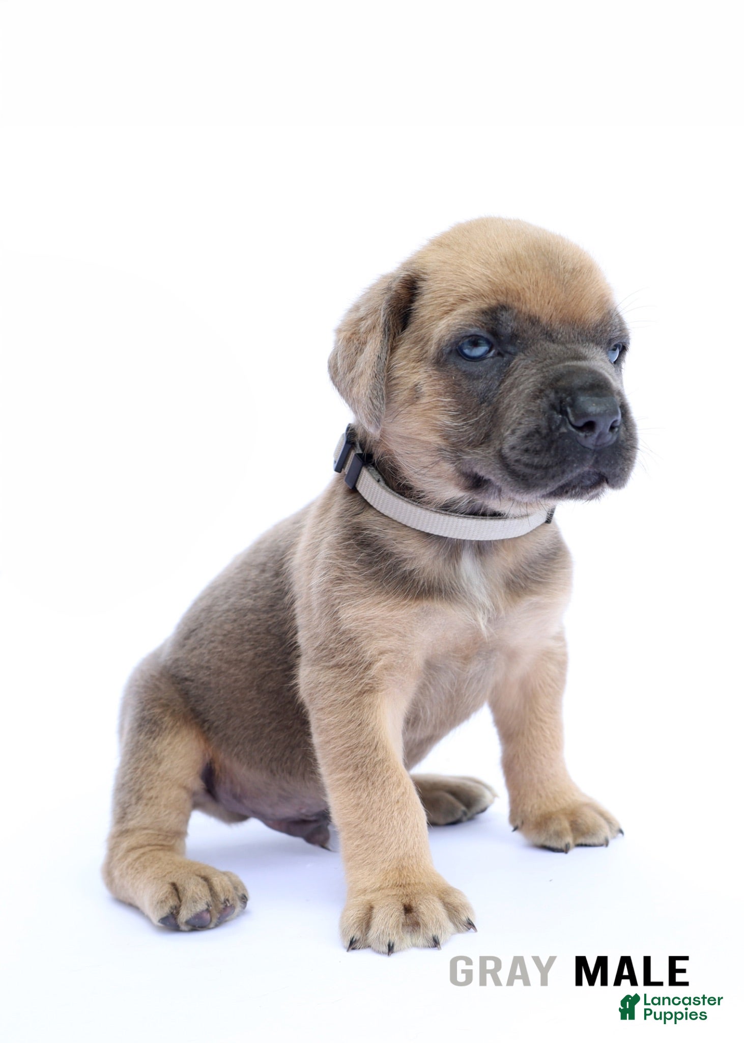 Cane Corso dogs Gray Male - Ad 16