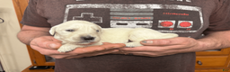 Golden Retriever dogs for sale: Golden Retriever Puppy 1 - Ad 4