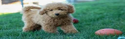Mini Goldendoodle dogs for sale: MAX - Ad 7