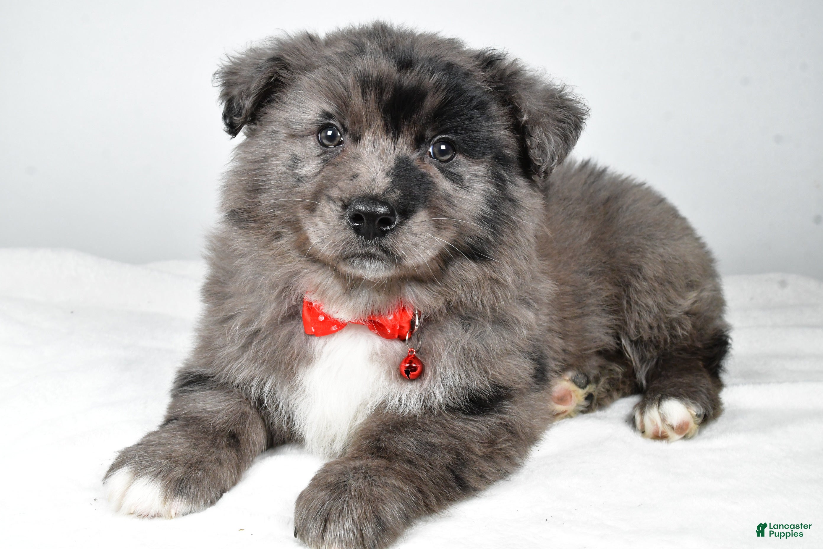 Mixed Breed dogs Peanut - Ad 5