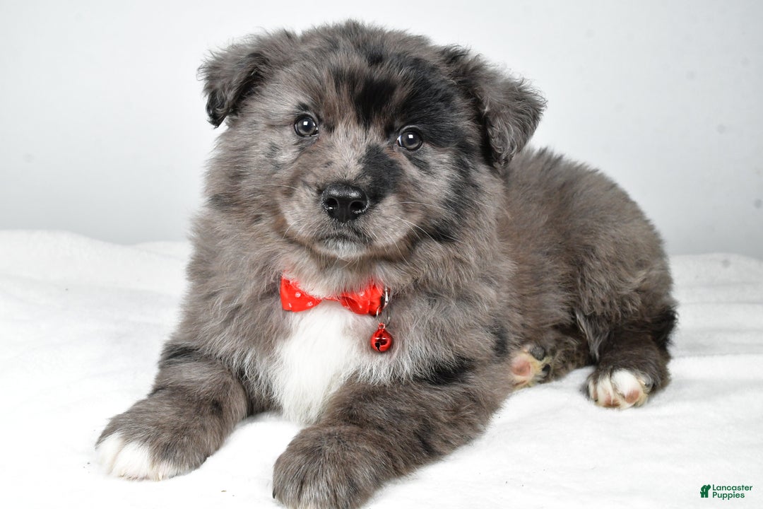 Mixed Breed dogs for sale: Peanut - Ad 1