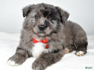 Mixed Breed dogs Peanut - Ad 2