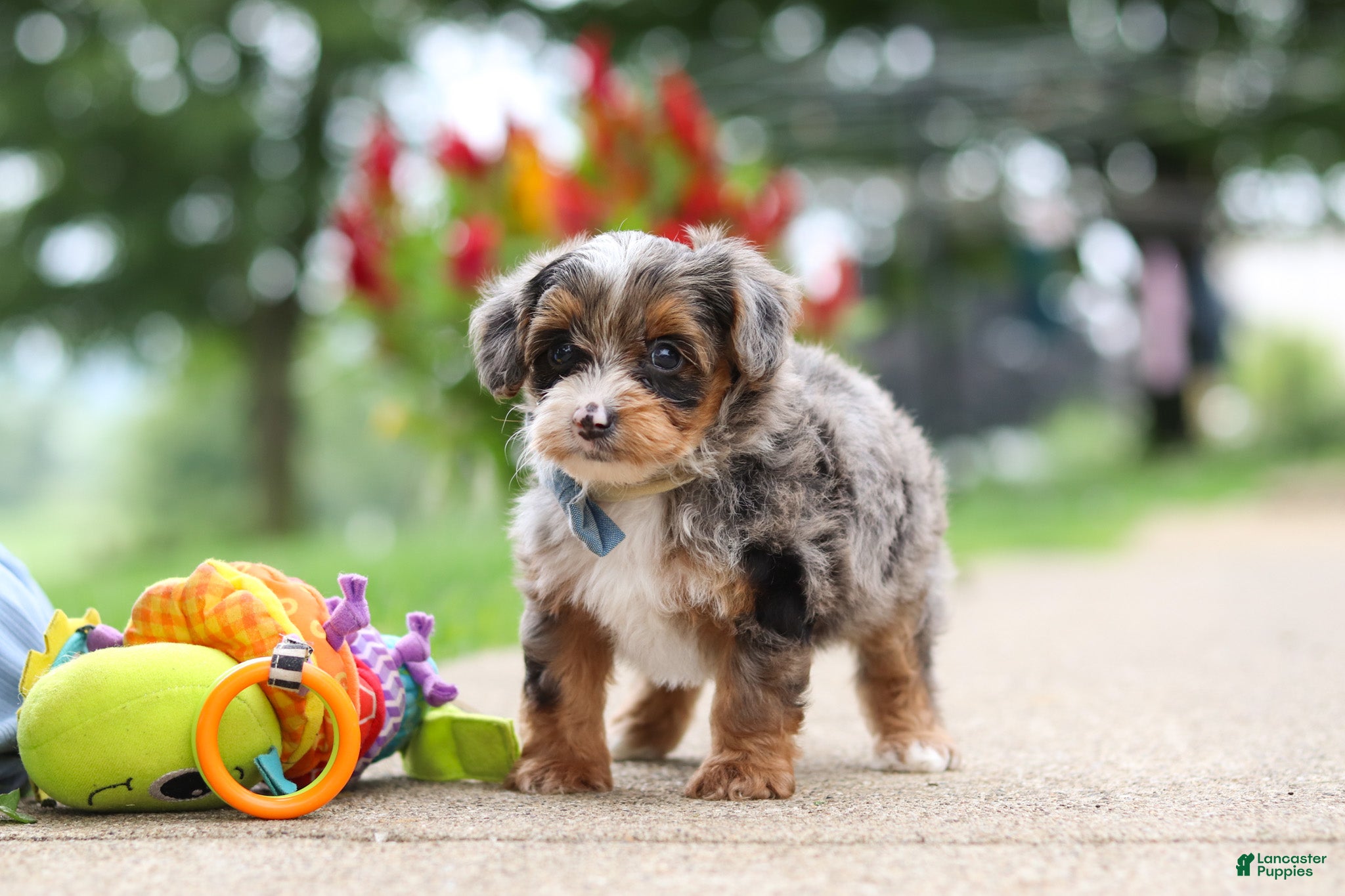 Yorkiepoo dogs Rave - Ad 2