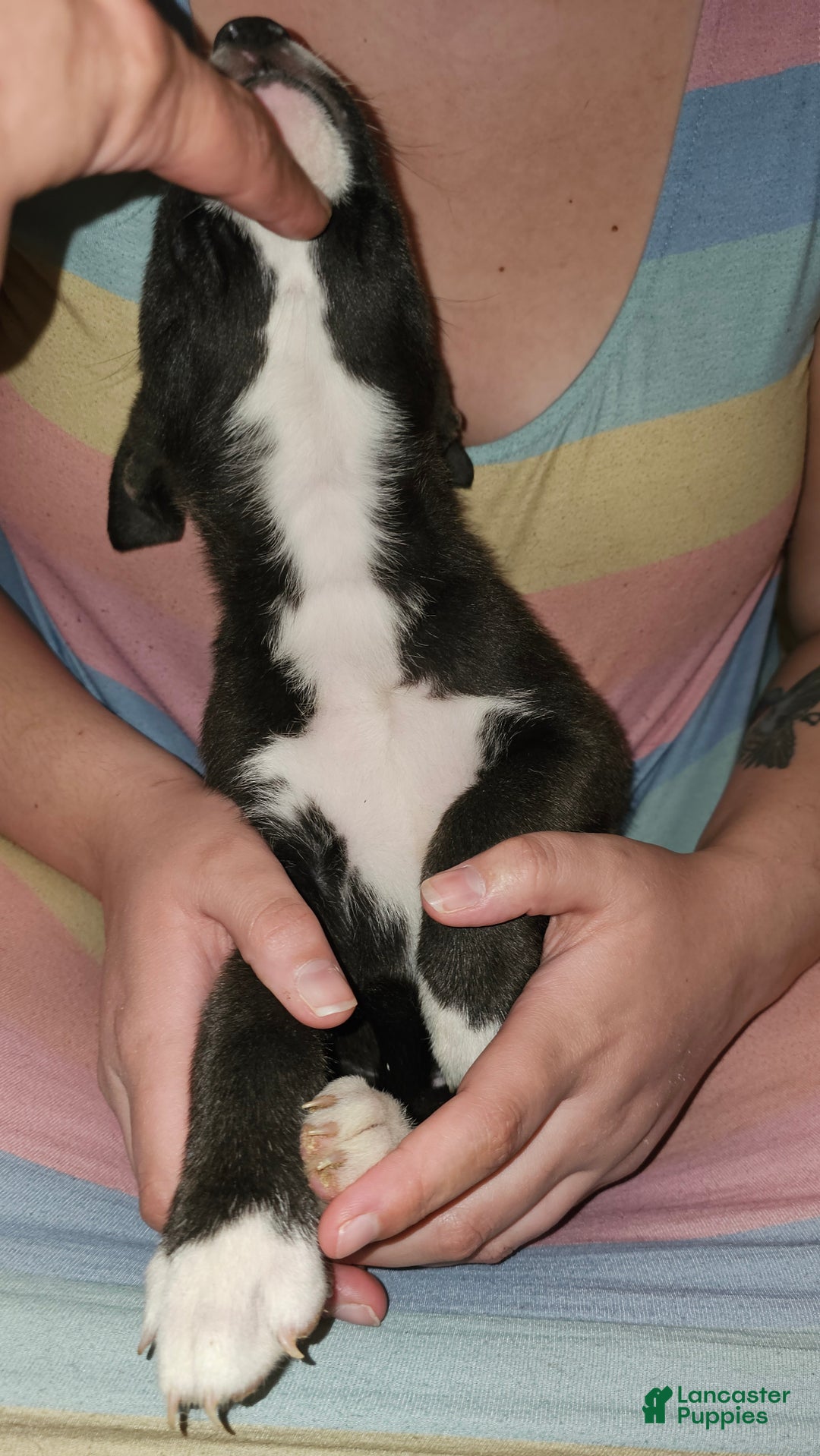 Mixed Breed dogs for sale: Mia - Ad 2