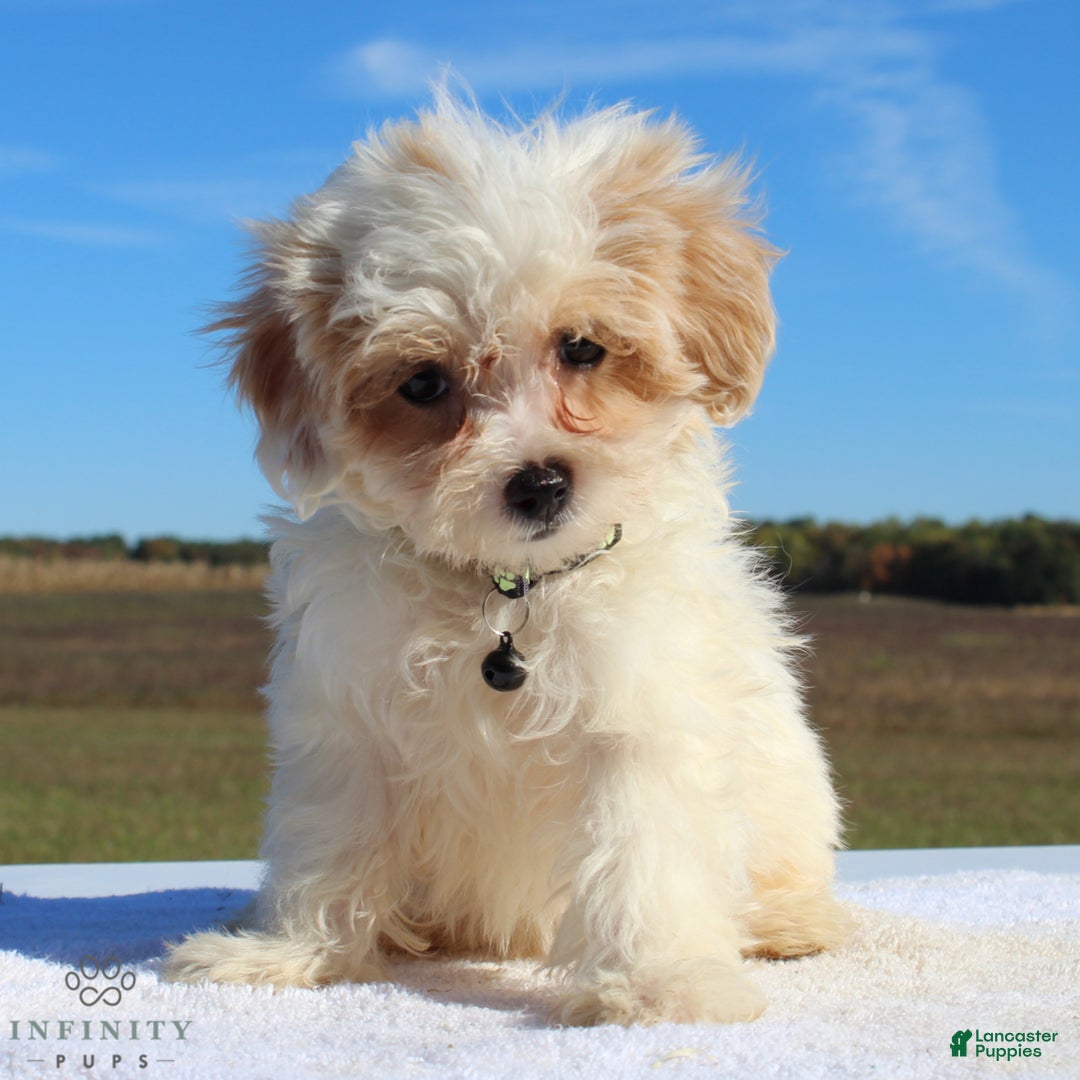 Maltipoo dogs for sale: Delilah - Ad 13
