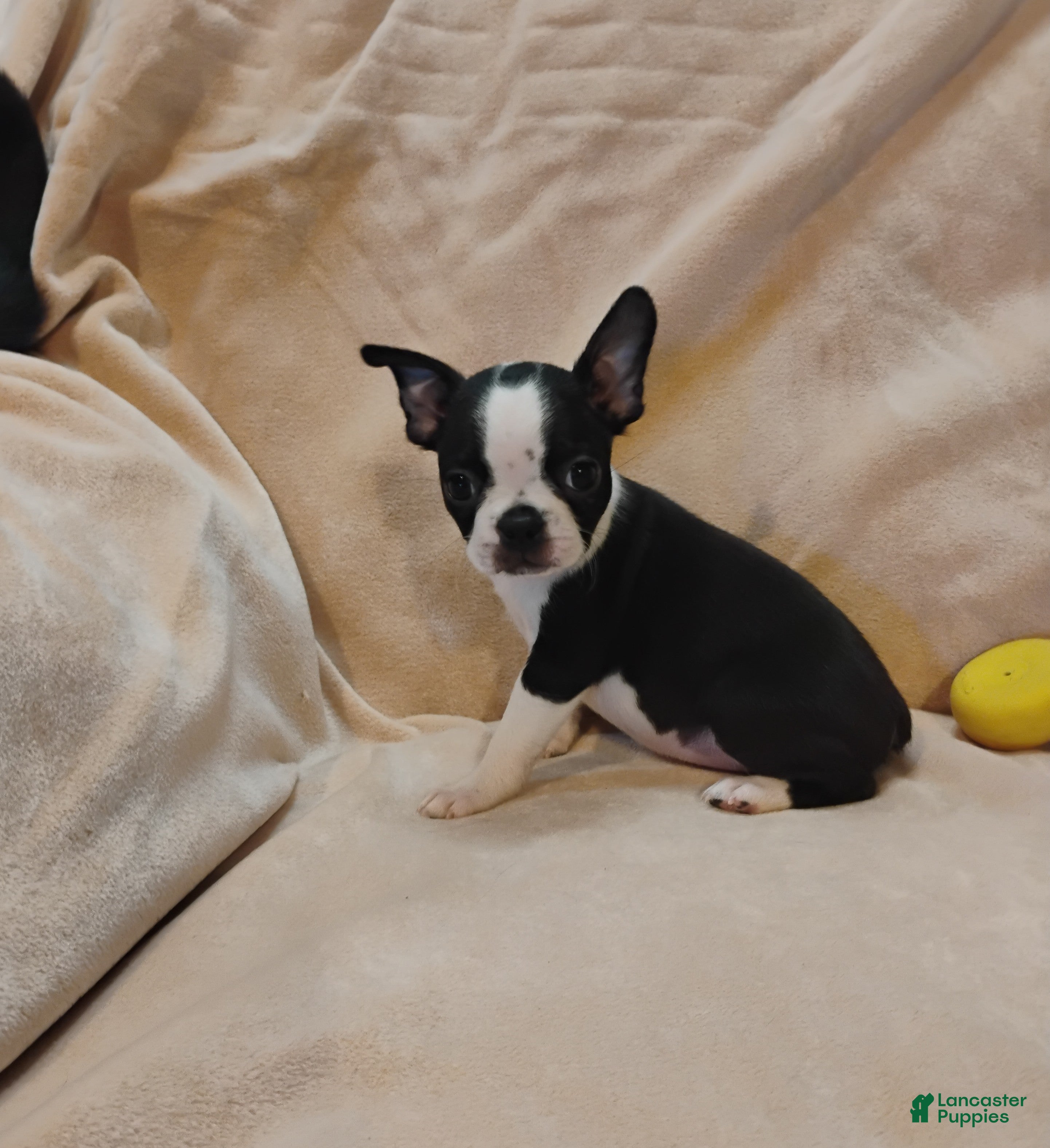Boston Terrier dogs for sale: Boston Terrier 3 - Ad 13