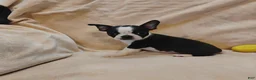 Boston Terrier dogs for sale: Boston Terrier 3 - Ad 1