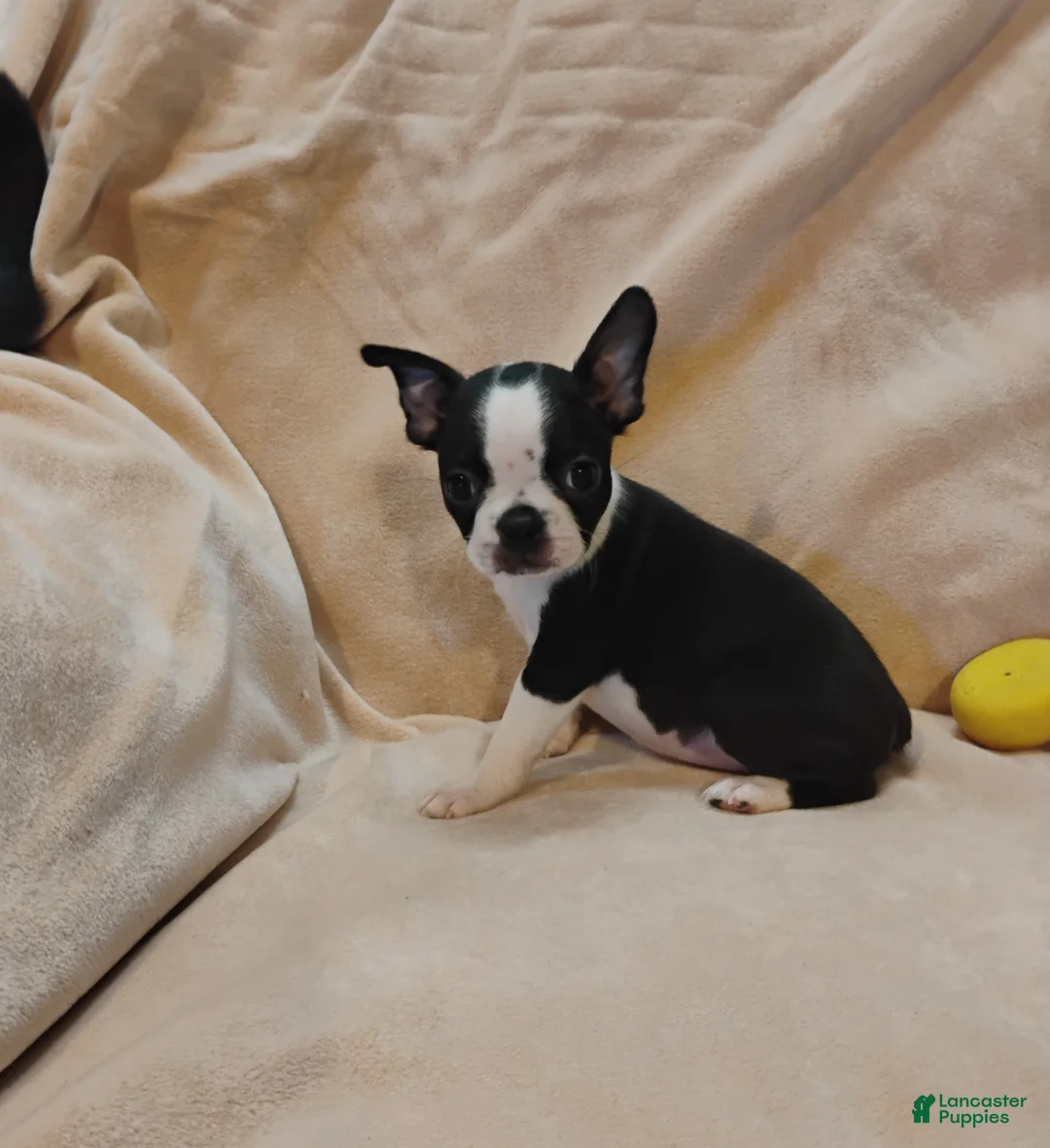 Boston Terrier dogs for sale: Boston Terrier 3 - Ad 1