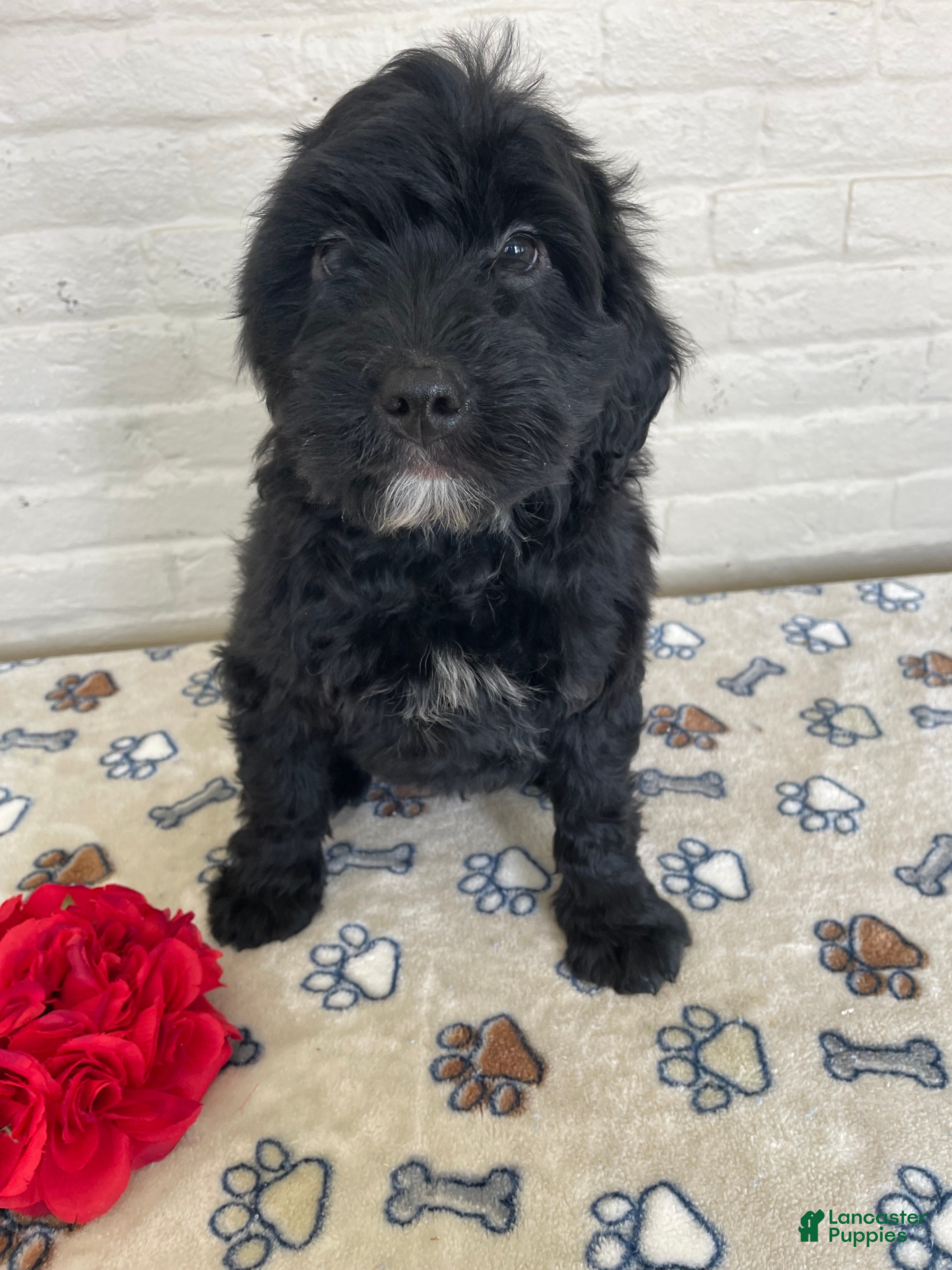 Mixed Breed dogs Dexter - Ad 38