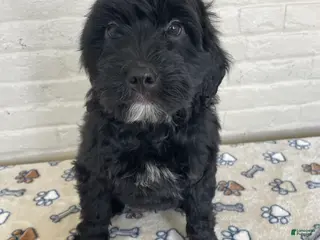 Mixed Breed dogs Dexter - Ad 38