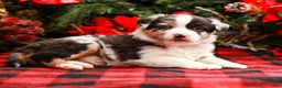 Miniature Australian Shepherd dogs for sale: Noel - Ad 2