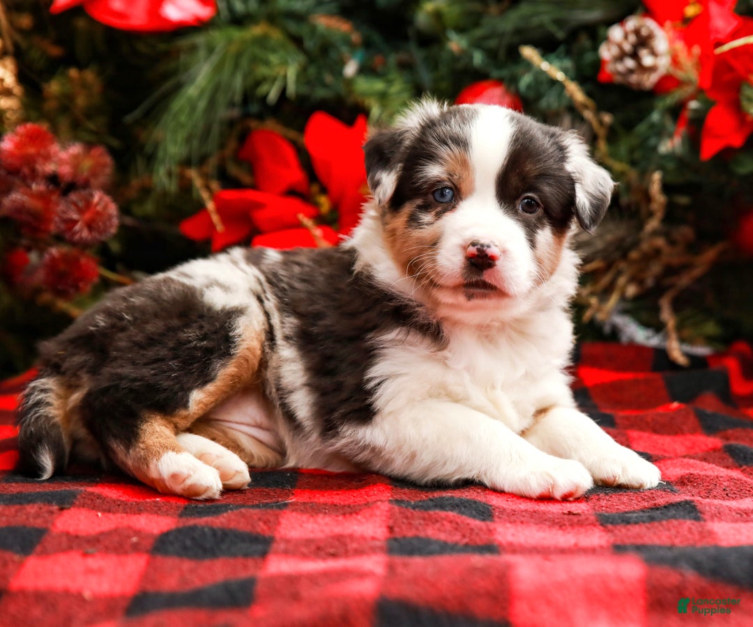 Miniature Australian Shepherd dogs for sale: Noel - Ad 2