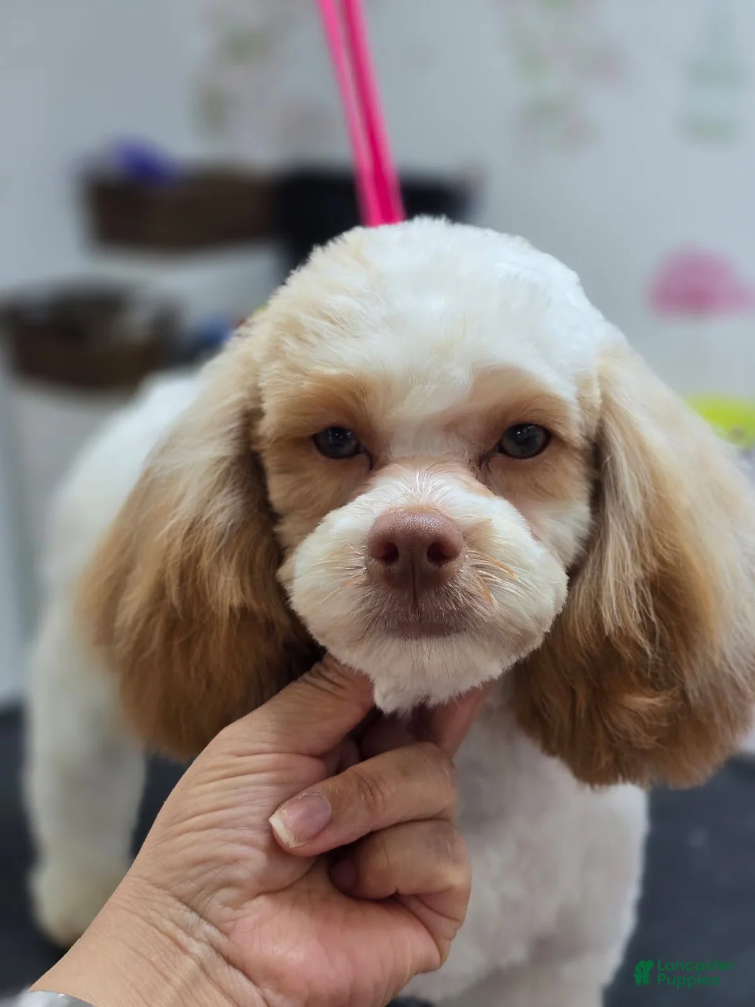 Shihpoo dogs for sale: Peggy, potty and crate trained! - Ad 2