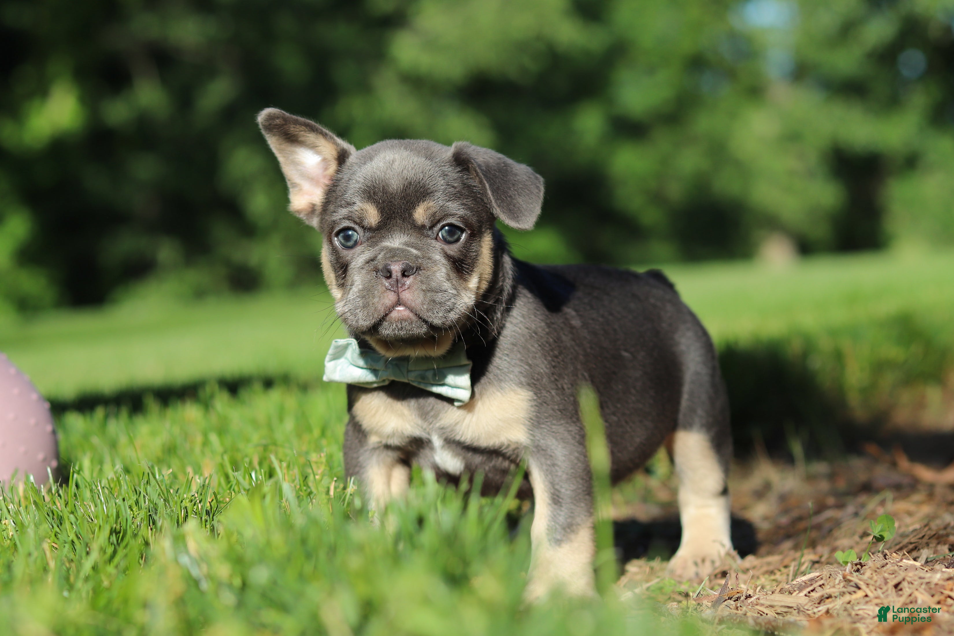 French Bulldog dogs for sale: Mason - Ad 5