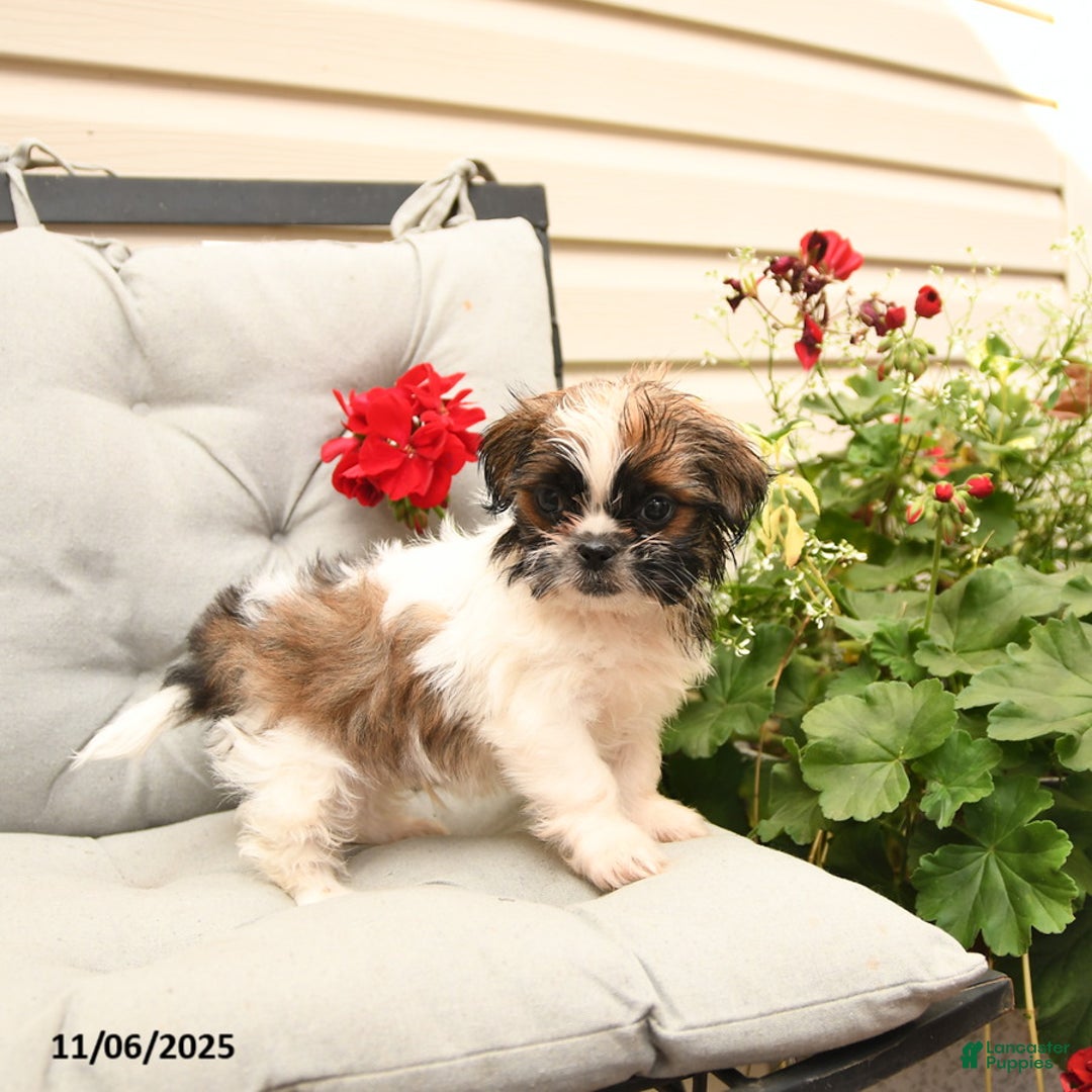 Shih Tzu dogs for sale: Rusty - Ad 8