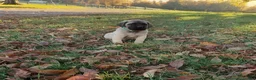 English Mastiff dogs for sale: Tyler - Ad 1