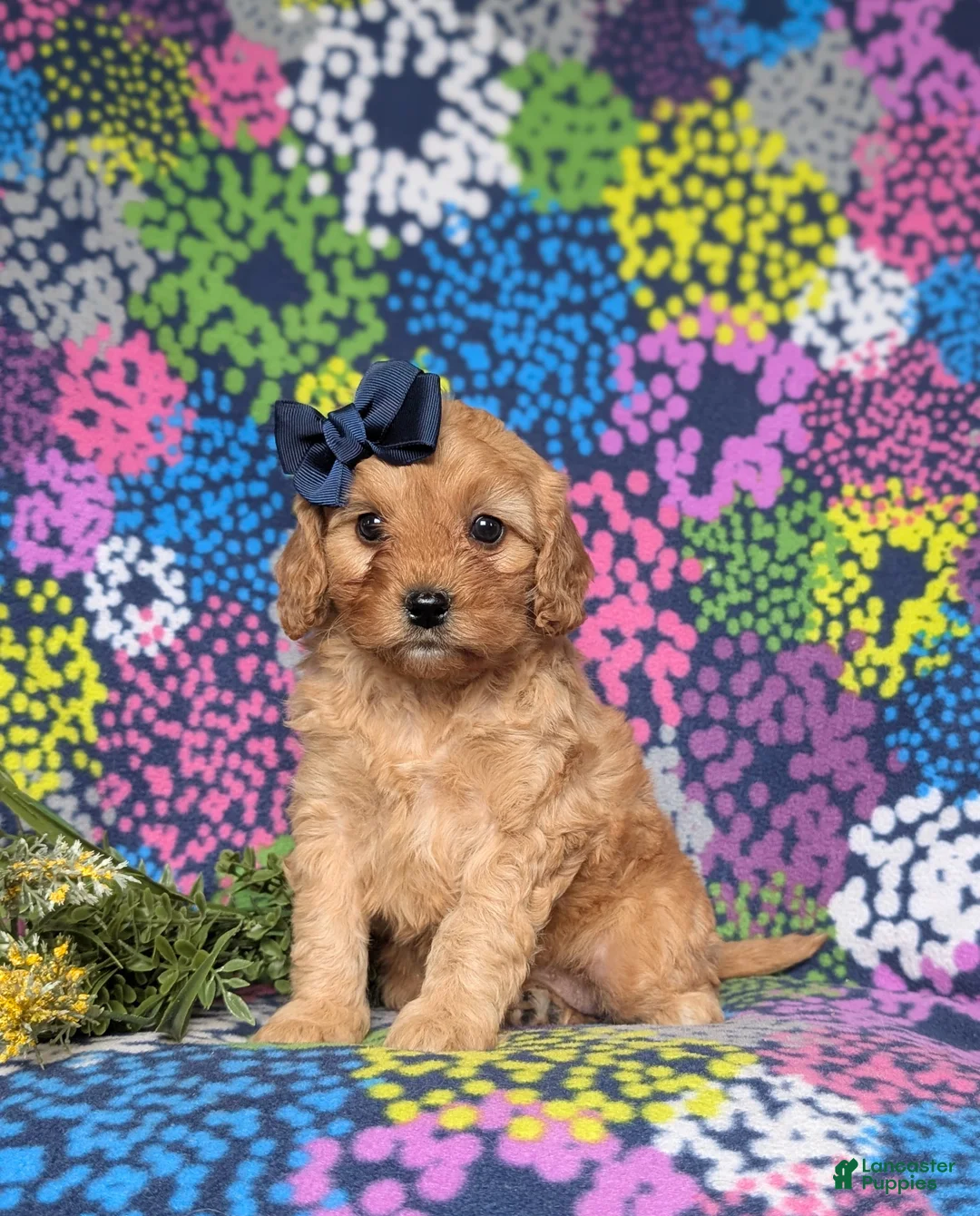 Cavapoo dogs for sale: Karissa - Ad 2